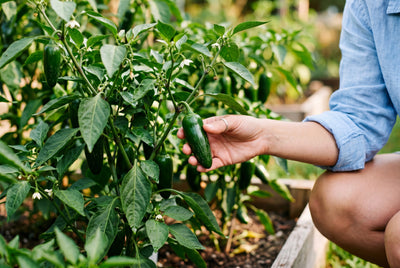 Peppers