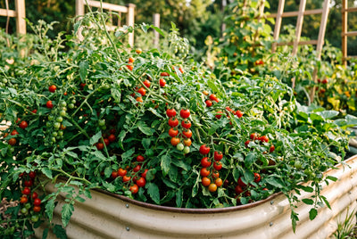 Tomatoes