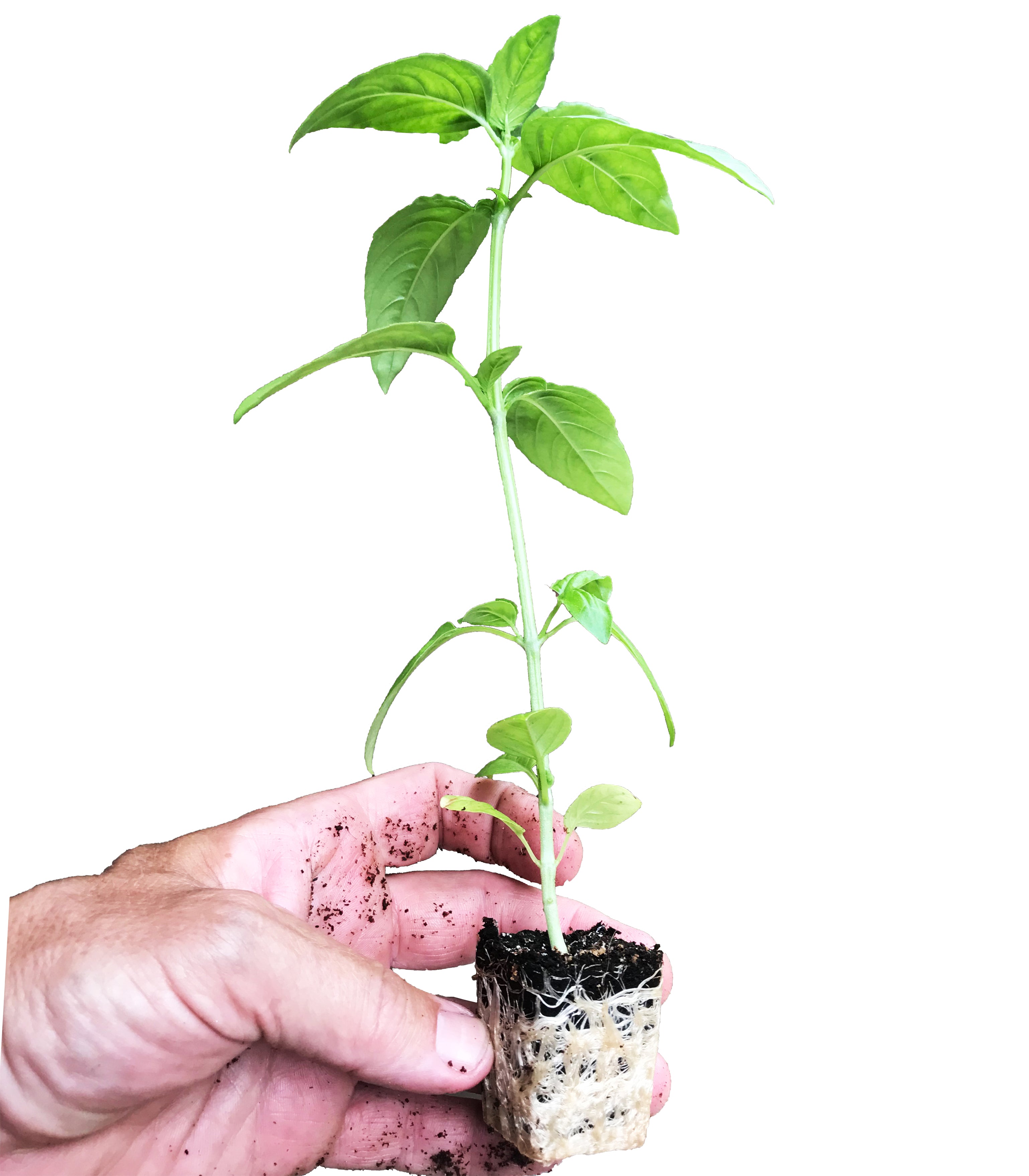 Viagrow Extra-Strength 10 in. x 20 in. Seed Starter Propagation Kit with 7 in. Tall Dome, , 72-Cell Insert and Standard Flat Tray, and Seed Starter Plugs (Packs)